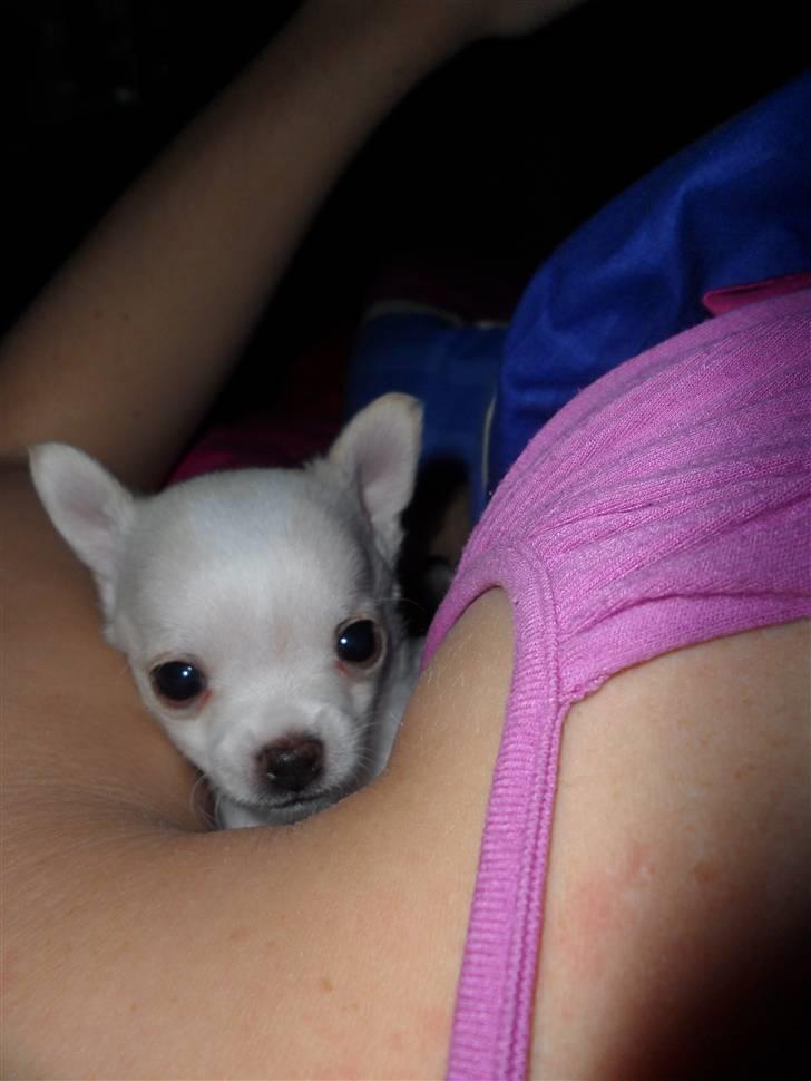 Chihuahua Mini - Mini varmer sig i min armhule billede 8