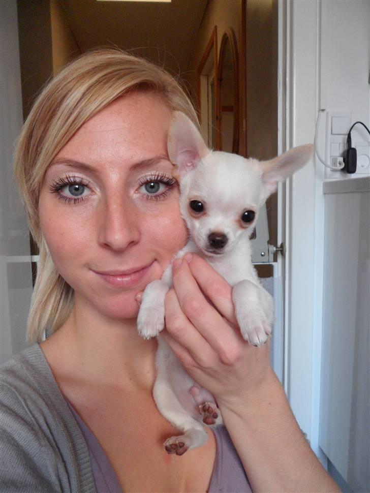 Chihuahua Mini billede 9