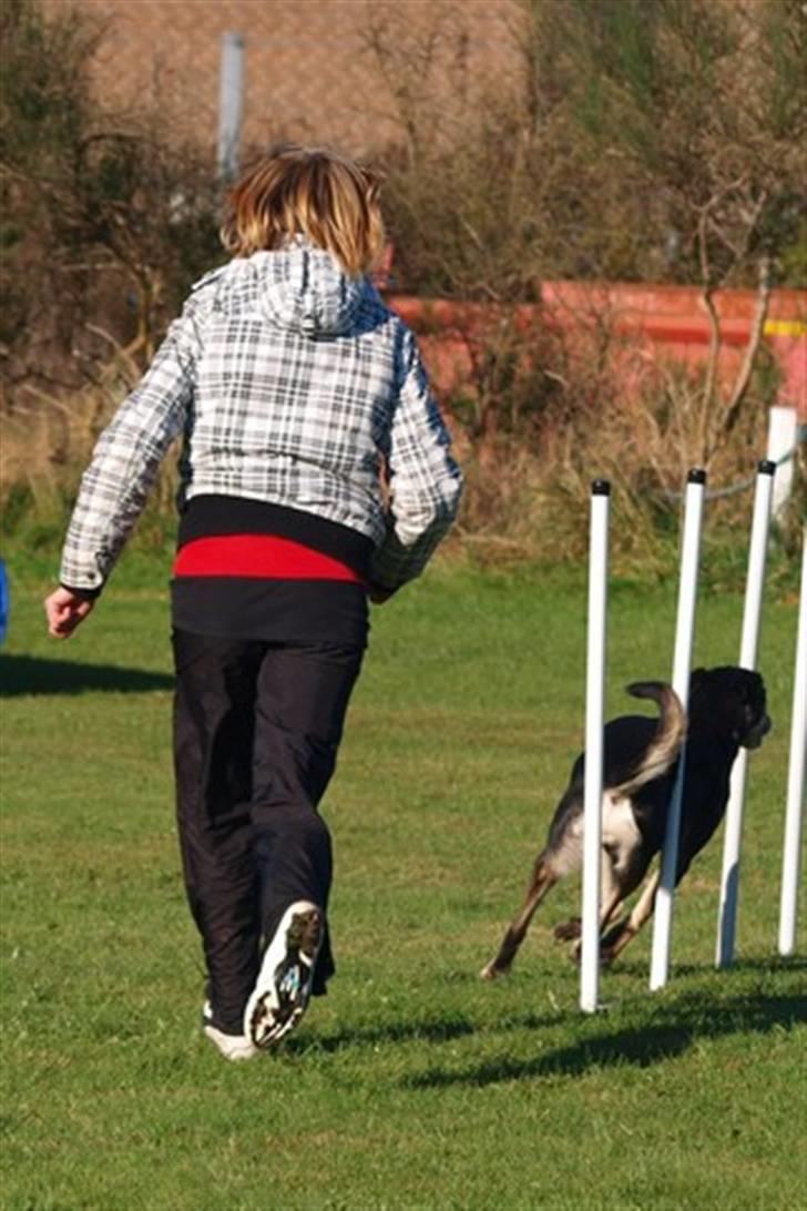 Blanding af racer Lady - til vores hjemme konkurrence d 16/10- 10 billede 16