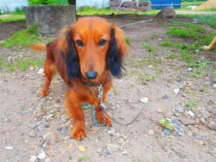 Gravhund Neela billede 16