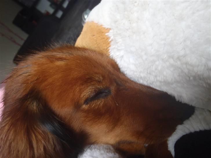 Gravhund Neela billede 17