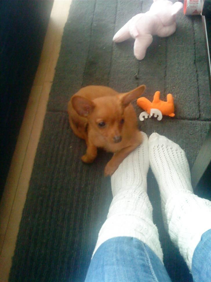 Dvaergpinscher /papillon - Cassiopeia billede 2