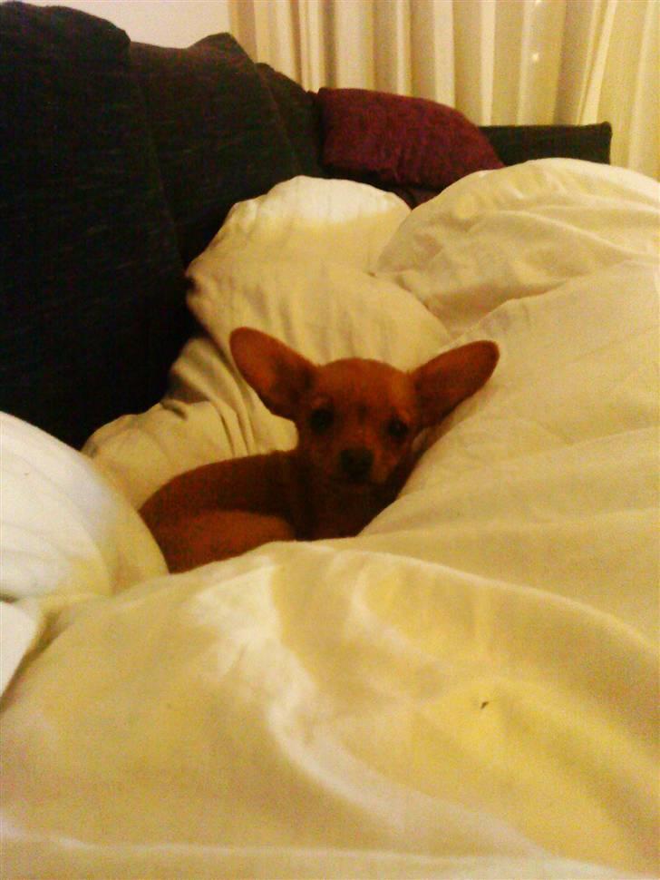 Dvaergpinscher /papillon - Cassiopeia billede 3