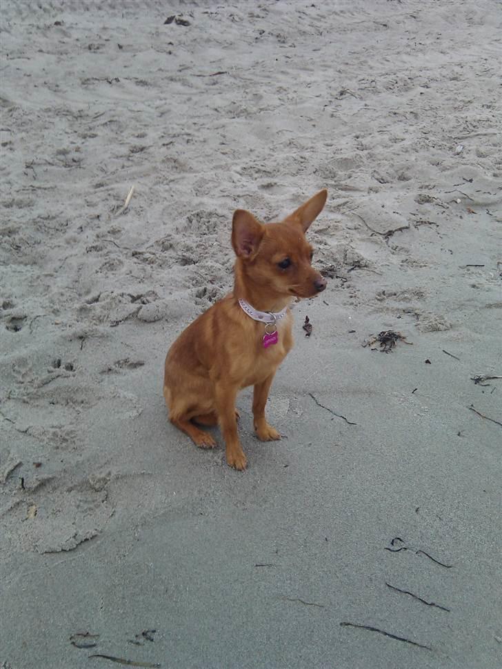 Dvaergpinscher /papillon - Cassiopeia billede 4