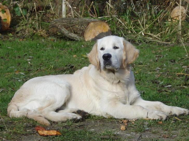 Golden retriever Bluzz - Bluzz 5 mdr.... billede 13