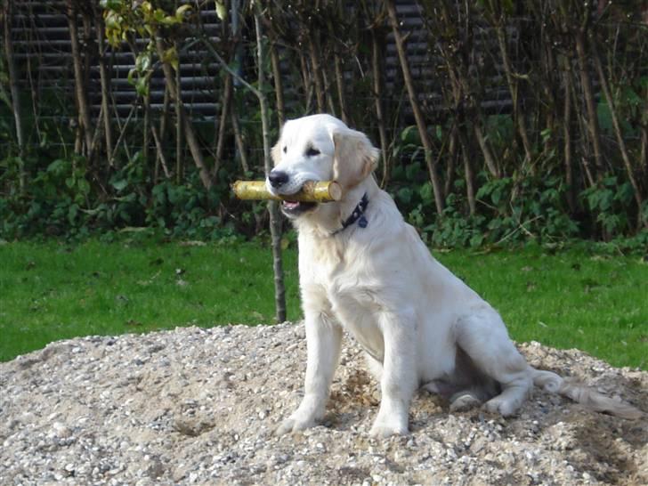 Golden retriever Bluzz - Bluzz 5 mdr.... billede 14