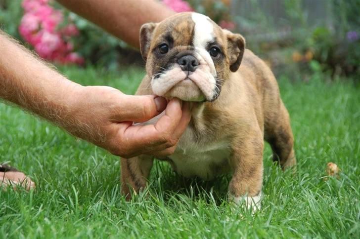 Engelsk bulldog Wallace *Kinibox*  billede 1