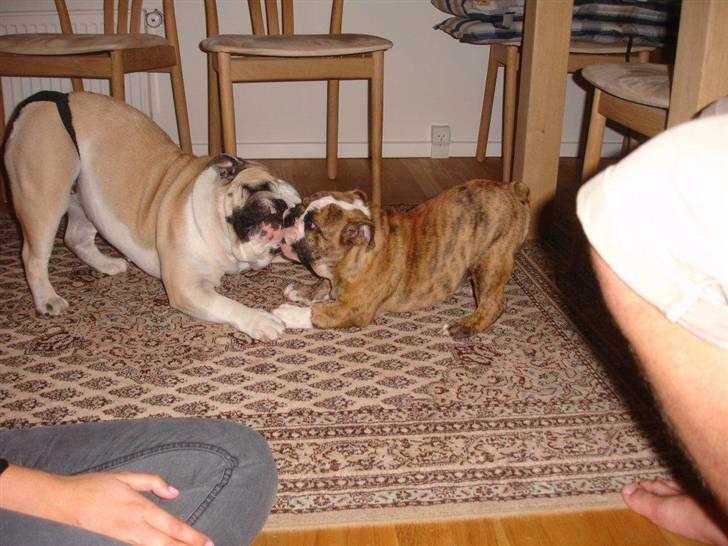 Engelsk bulldog Wallace *Kinibox*  billede 2