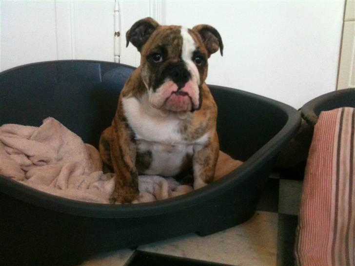 Engelsk bulldog Wallace *Kinibox*  billede 3