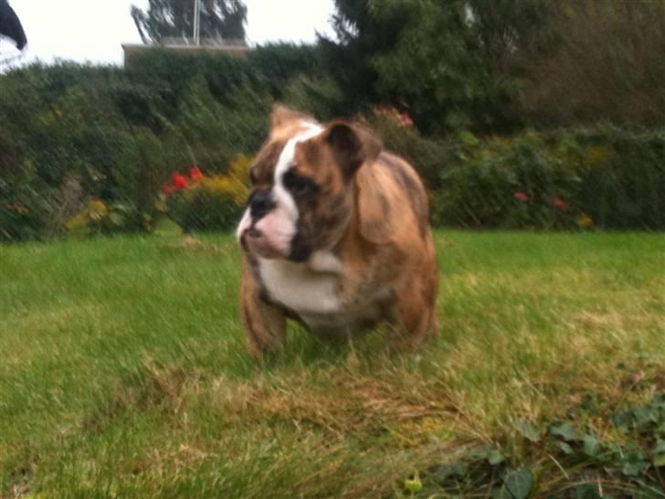 Engelsk bulldog Wallace *Kinibox*  billede 4