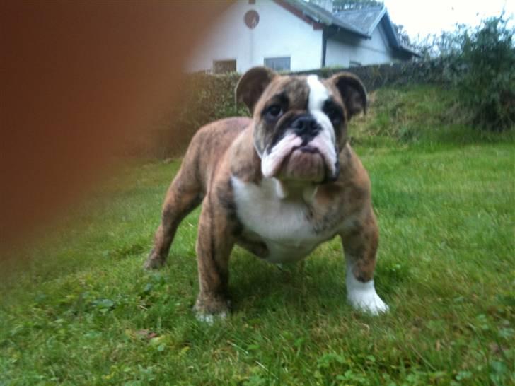 Engelsk bulldog Wallace *Kinibox*  billede 5