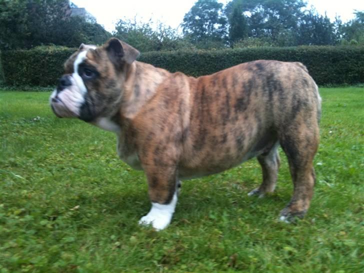 Engelsk bulldog Wallace *Kinibox*  billede 6