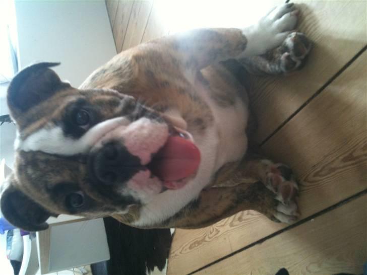 Engelsk bulldog Wallace *Kinibox*  billede 7