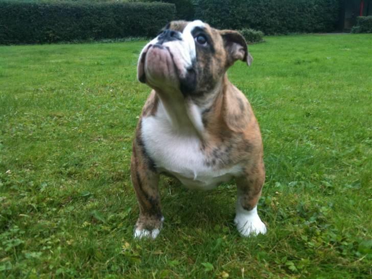 Engelsk bulldog Wallace *Kinibox*  billede 8