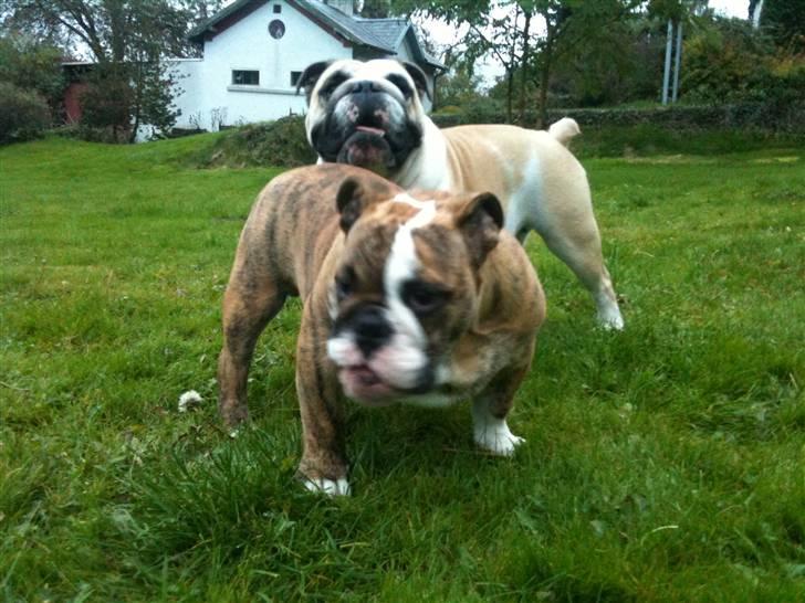 Engelsk bulldog Wallace *Kinibox*  billede 9