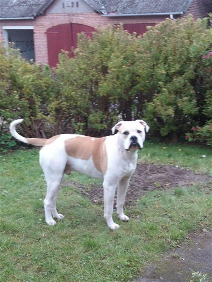 Amerikansk bulldog Balou R.I.P. billede 20