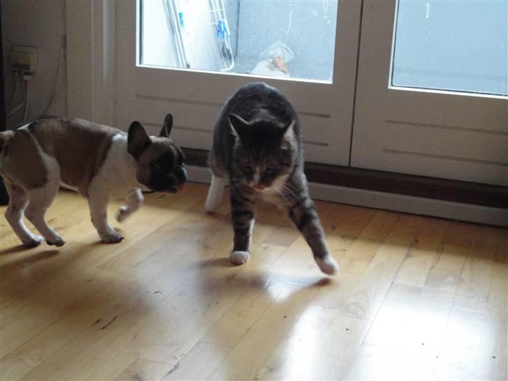 Fransk bulldog Trunte - "Fede" Frede er ikke altid glad for "tykke" Trunte.... billede 8