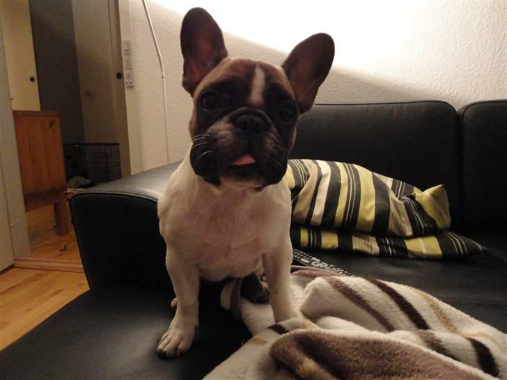 Fransk bulldog Trunte - Trunte blev ramt af en gang nældefeber billede 9