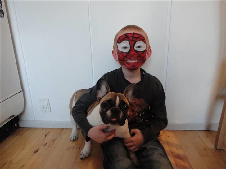Fransk bulldog Trunte - Spiderman kom lige snigende billede 10