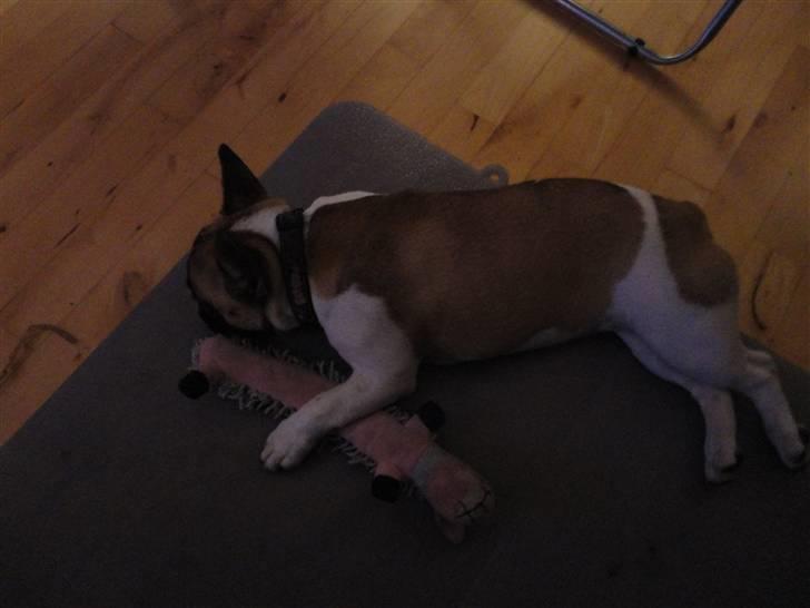 Fransk bulldog Trunte billede 11