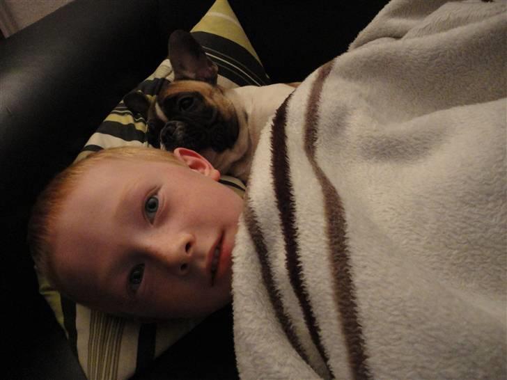 Fransk bulldog Trunte - Der er ikke noget så godt som at ligge at putte på sofaen.... billede 12