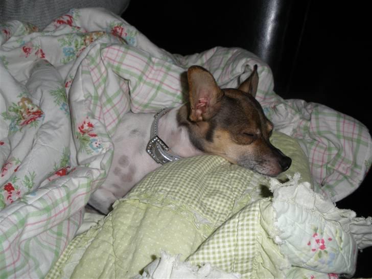 Blanding af racer Gucci <3 billede 15