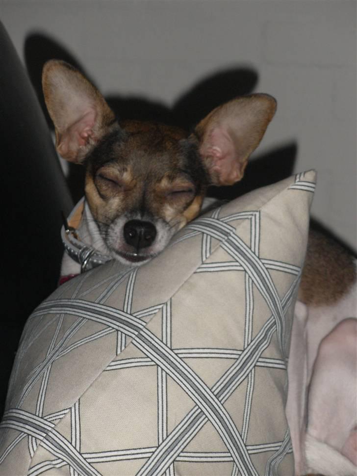 Blanding af racer Gucci <3 billede 17