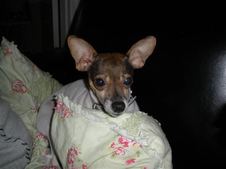 Blanding af racer Gucci <3 billede 18