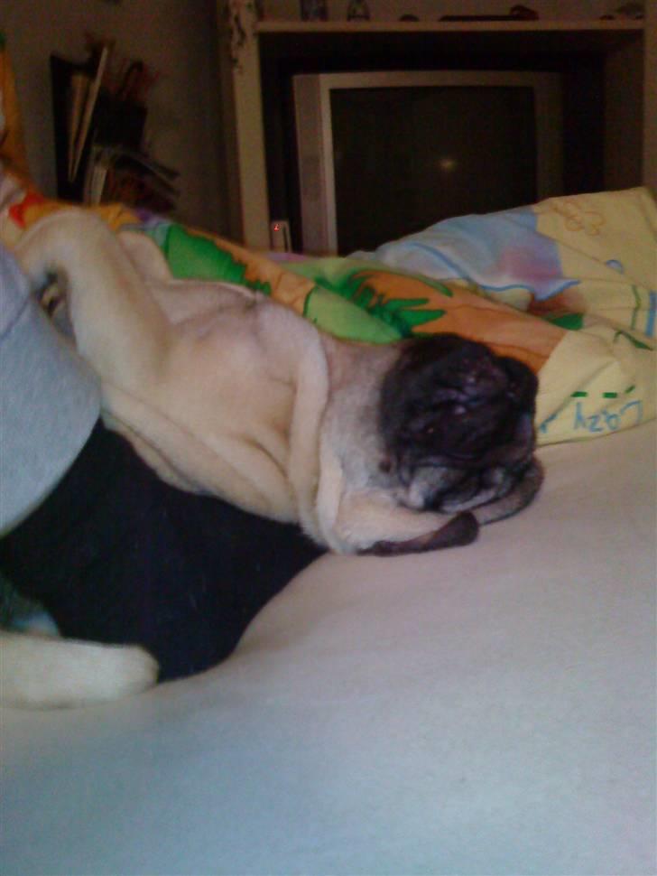 Mops Ozzy - Det er hårdt at være en lille prins på kløvervænget! billede 14