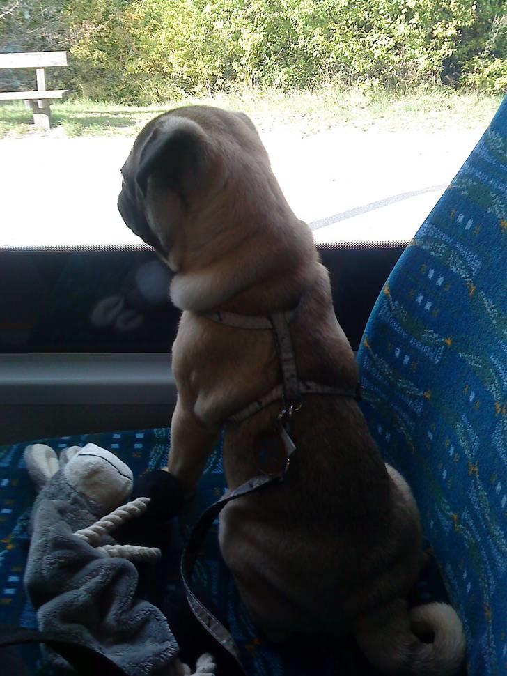 Mops Ozzy - Med bussen på vej til træning :) billede 15