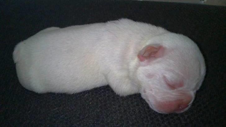 Fransk bulldog Fru. ludvigsen billede 2