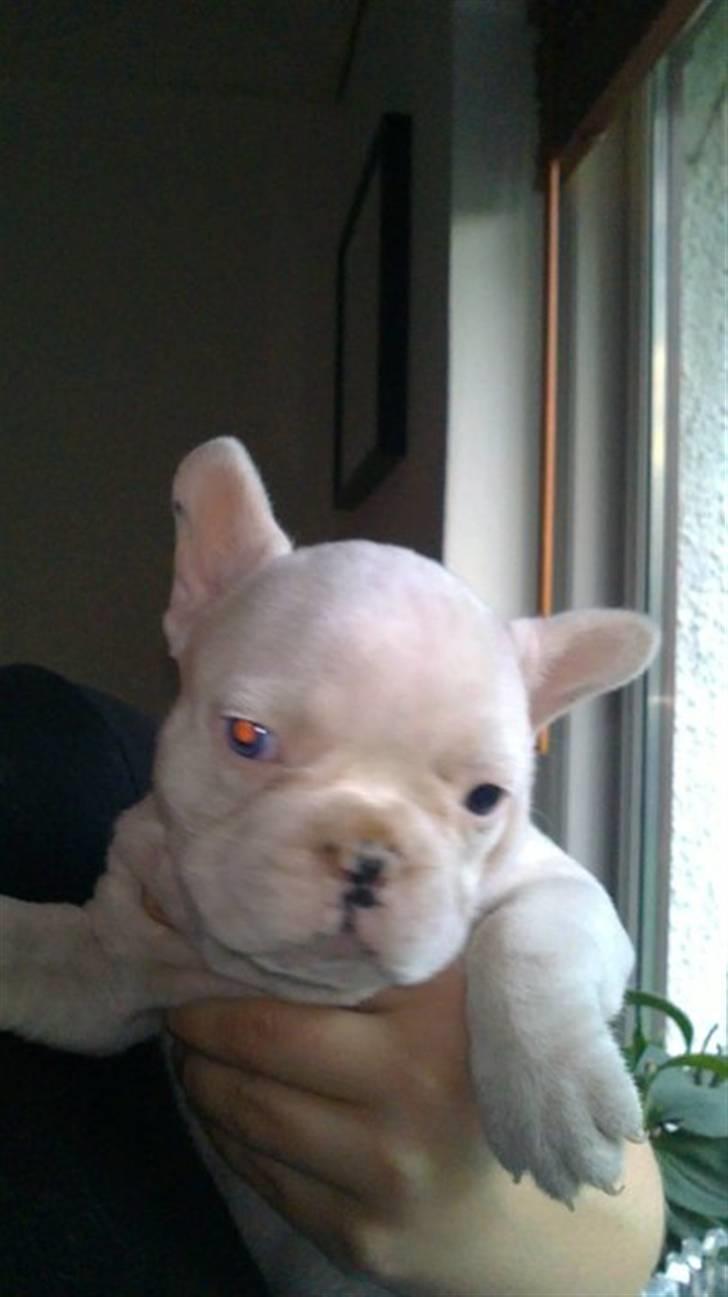 Fransk bulldog Fru. ludvigsen billede 3