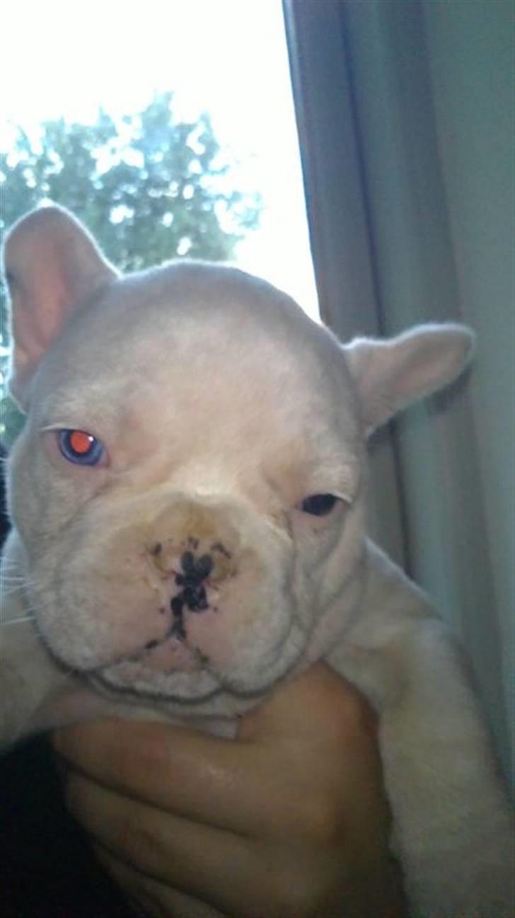 Fransk bulldog Fru. ludvigsen billede 4