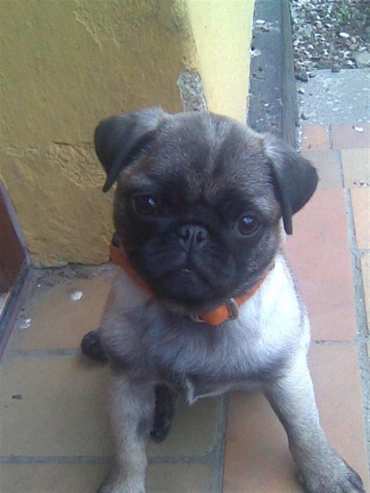 Mops gismo billede 7