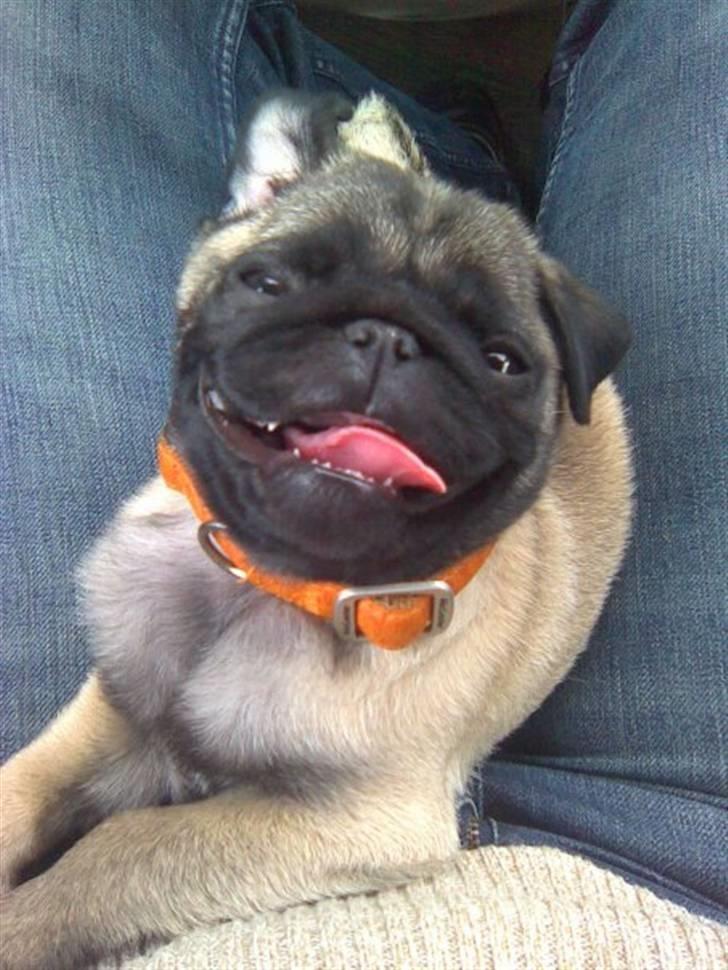 Mops gismo billede 8