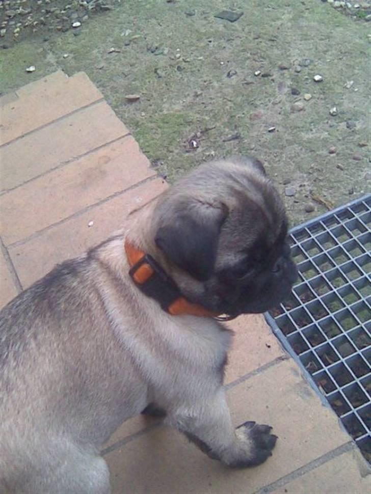 Mops gismo billede 9