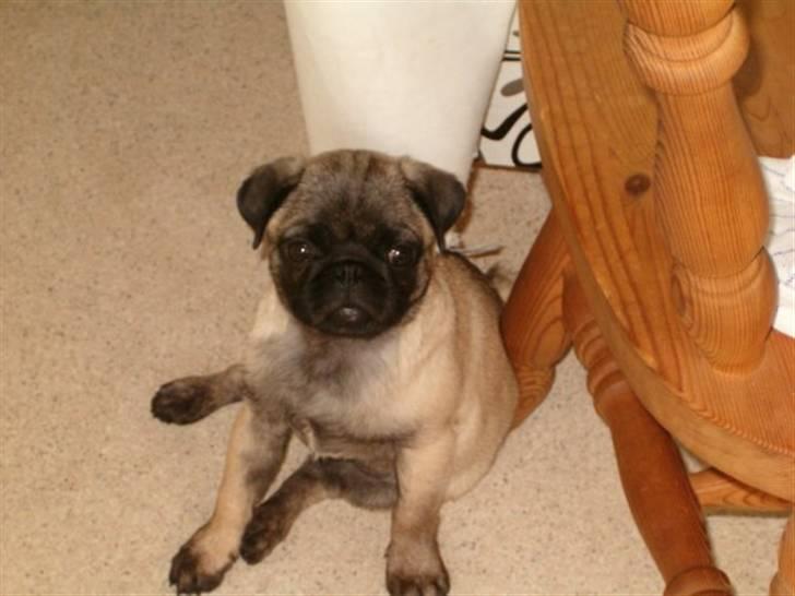 Mops gismo billede 11