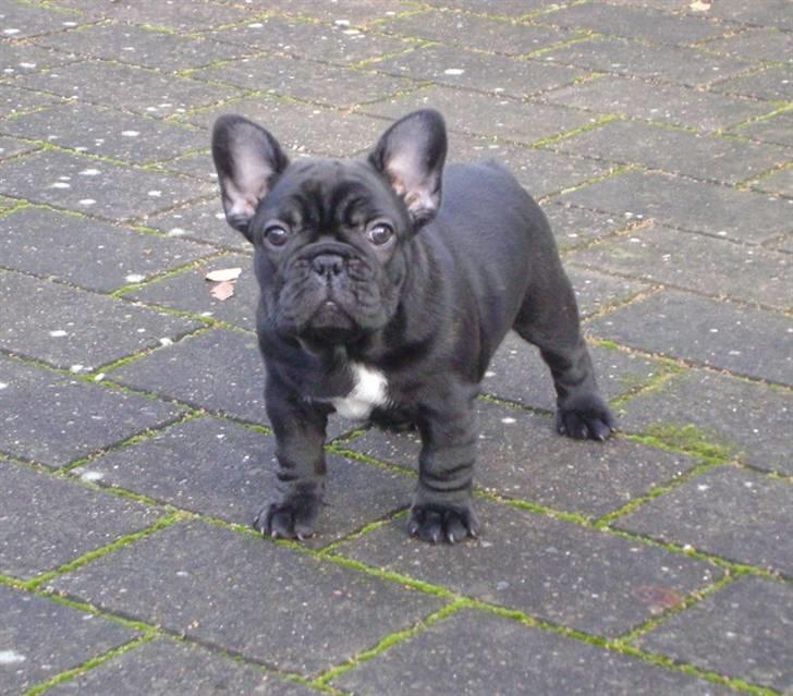 Fransk bulldog Bertha - Bertha 8 uger billede 1