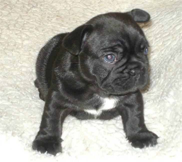 Fransk bulldog Bertha - Bertha 4 uger billede 2