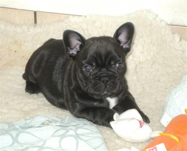 Fransk bulldog Bertha - Bertha 5 uger billede 3