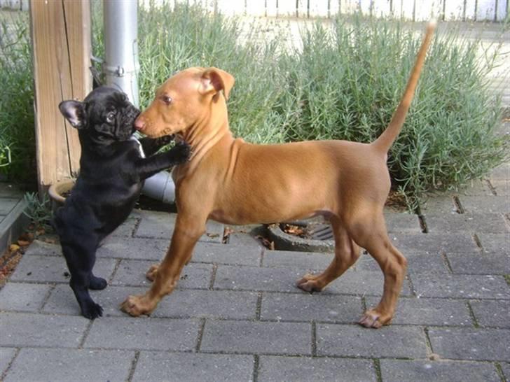 Fransk bulldog Bertha - Bertha og Obelix :-) billede 4