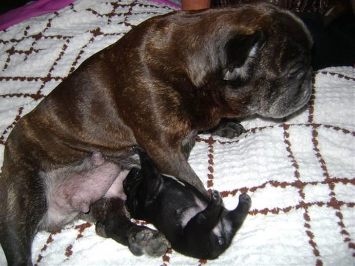 Fransk bulldog Bertha - Bertha og moar billede 5