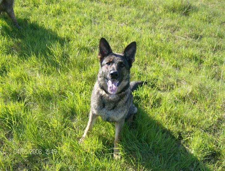 Schæferhund hyldeboGisser  (Jubi) billede 1