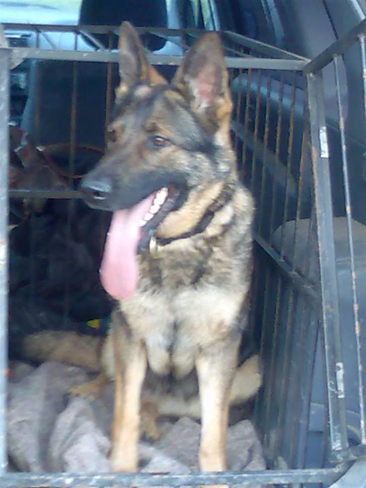Schæferhund hyldeboGisser  (Jubi) billede 2