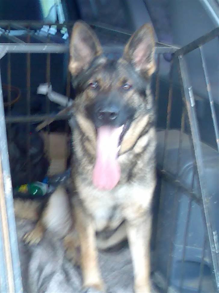 Schæferhund hyldeboGisser  (Jubi) billede 3