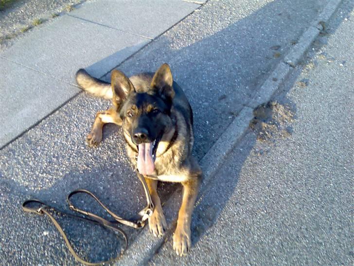 Schæferhund hyldeboGisser  (Jubi) billede 5