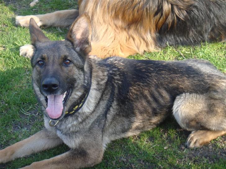 Schæferhund hyldeboGisser  (Jubi) billede 6