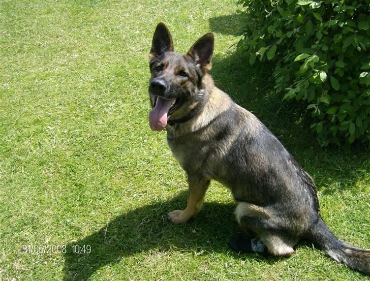 Schæferhund hyldeboGisser  (Jubi) billede 7