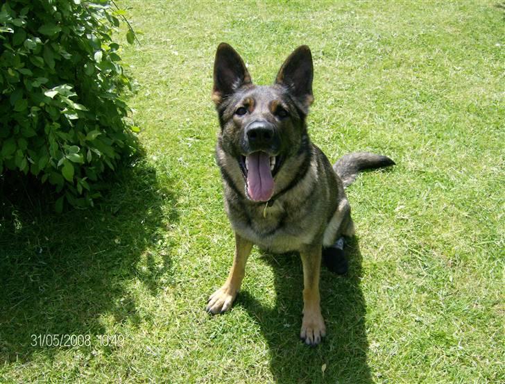 Schæferhund hyldeboGisser  (Jubi) billede 8