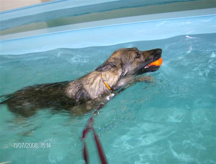 Schæferhund hyldeboGisser  (Jubi) billede 9